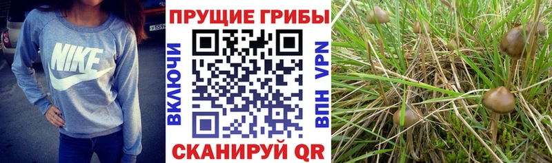 купить наркоту  Вилючинск  даркнет наркотические препараты  Псилоцибиновые грибы Magic Shrooms 